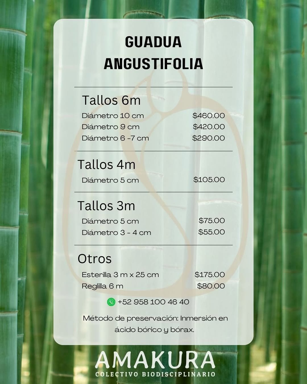 Bambu Guadua Angustifolia